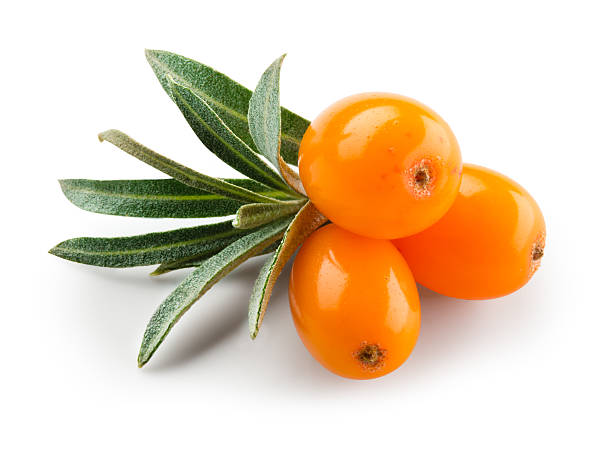 Sea Buckthorn